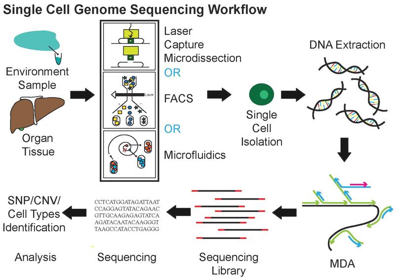 Single Cell Genome (DNA) Sequencing