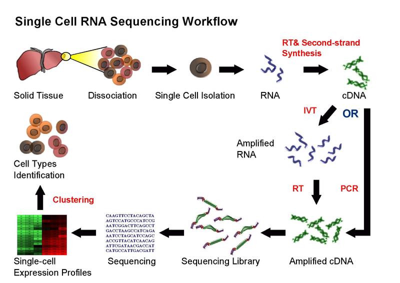 Single-Cell RNA Sequencing Single-Cell RNA Sequencing