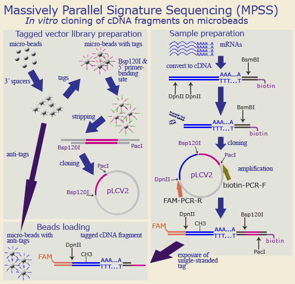 Massive Parallel Signature Sequencing