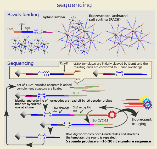 Massive Parallel Signature Sequencing