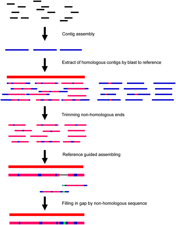Chloroplast Genome Sequencing