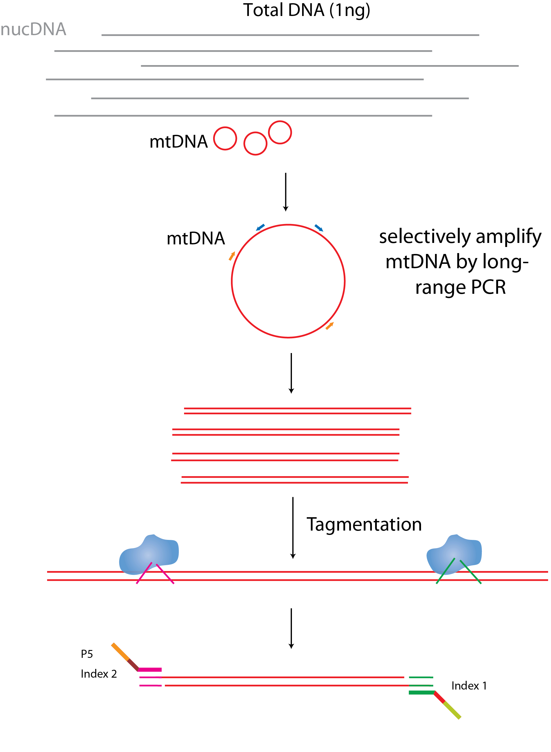 Mitochondrial Genome Sequencing