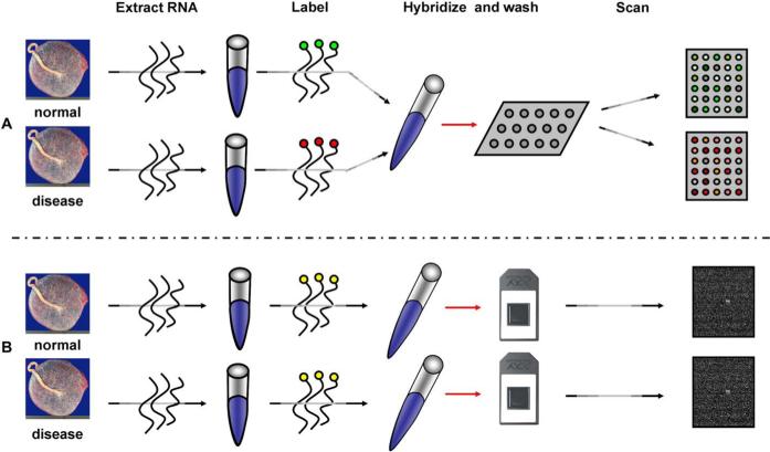 Differential Expression Profiling