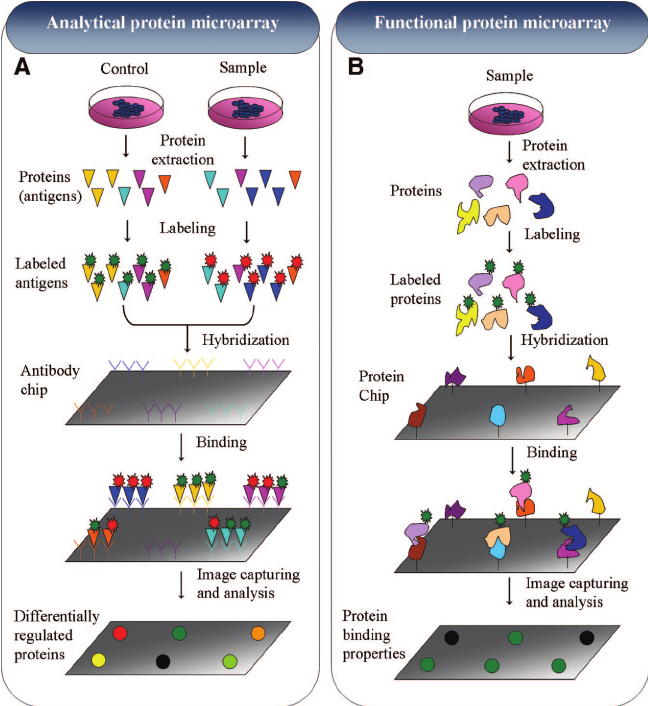 Protein Microarray