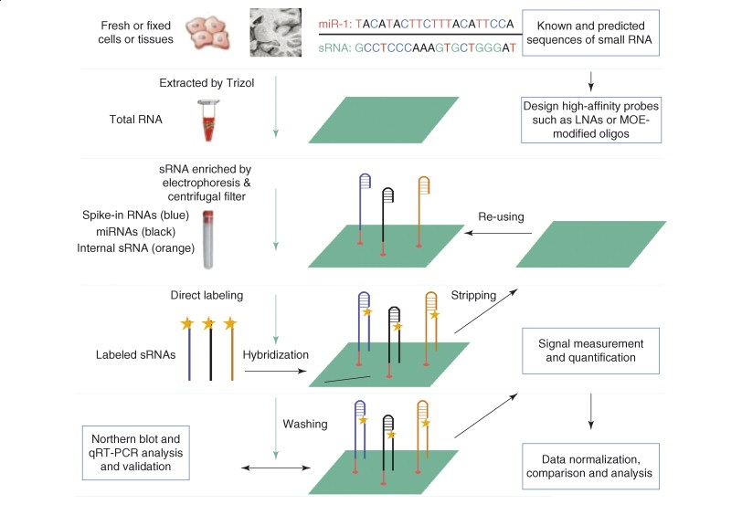 MicroRNA Microarray
