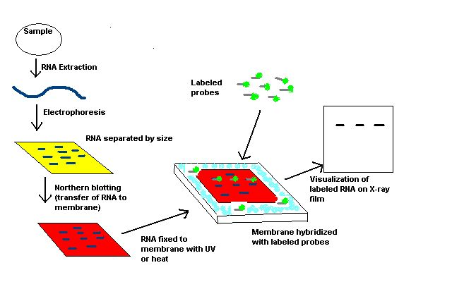 Process of Northern Blot
