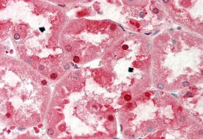 APAF1 / APAF1 Antibody (aa1464, clone 2E12, Low Endotoxin